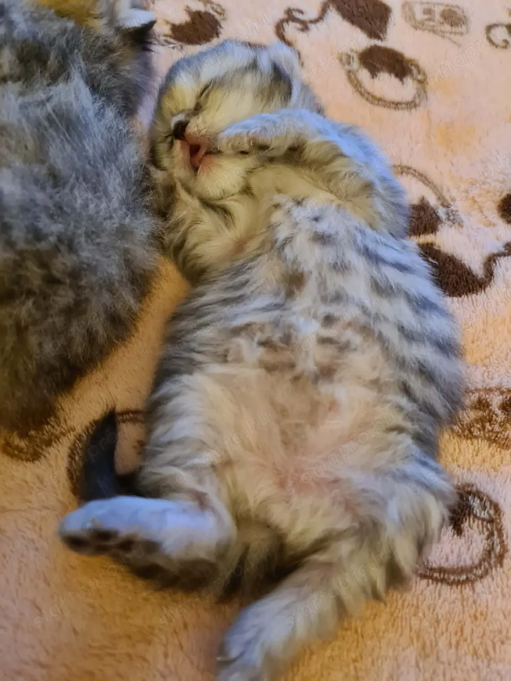 Csodálatos skót lógófűlű cicák foglalhatók