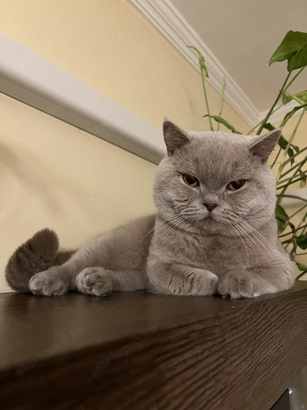 Rövidszörű Brit kék kandúr