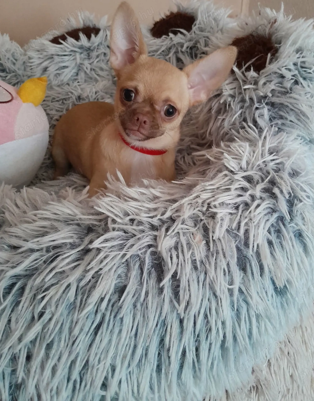 Csivava játékos kislány