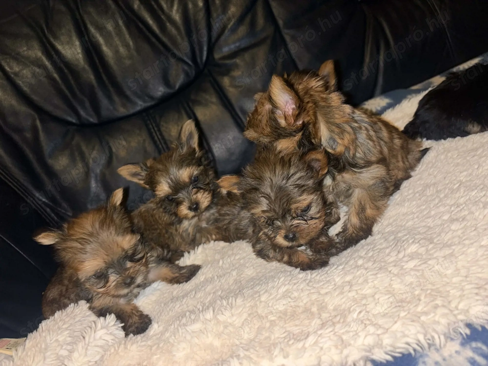 Tündéri Yorkshire terrier kiskutyák 