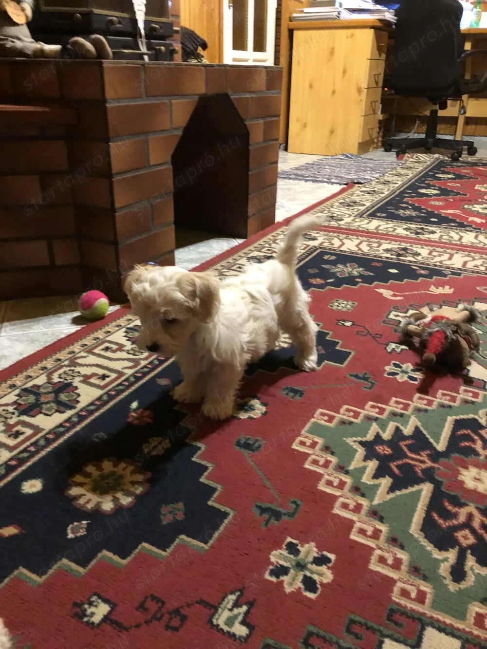 Eladó Bichon Havanese kiskutya
