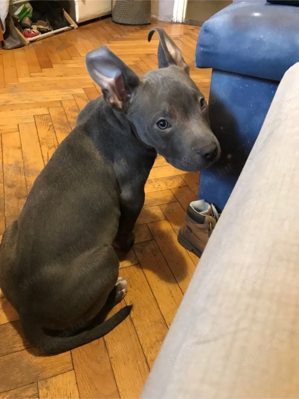 Amerikai bully classic kölyök