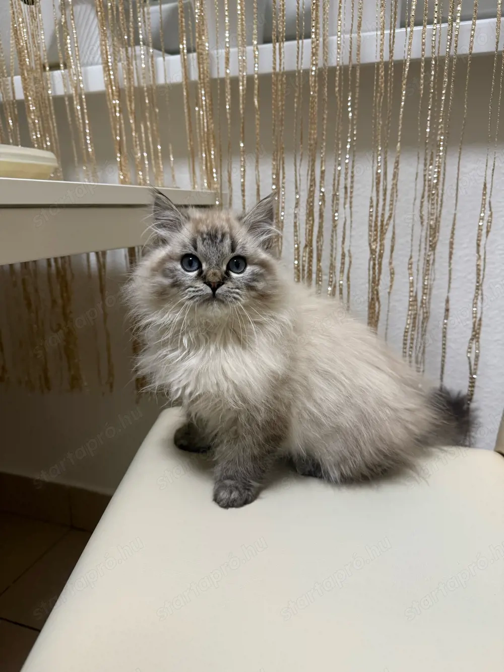 Ragdoll kandúr kiscica