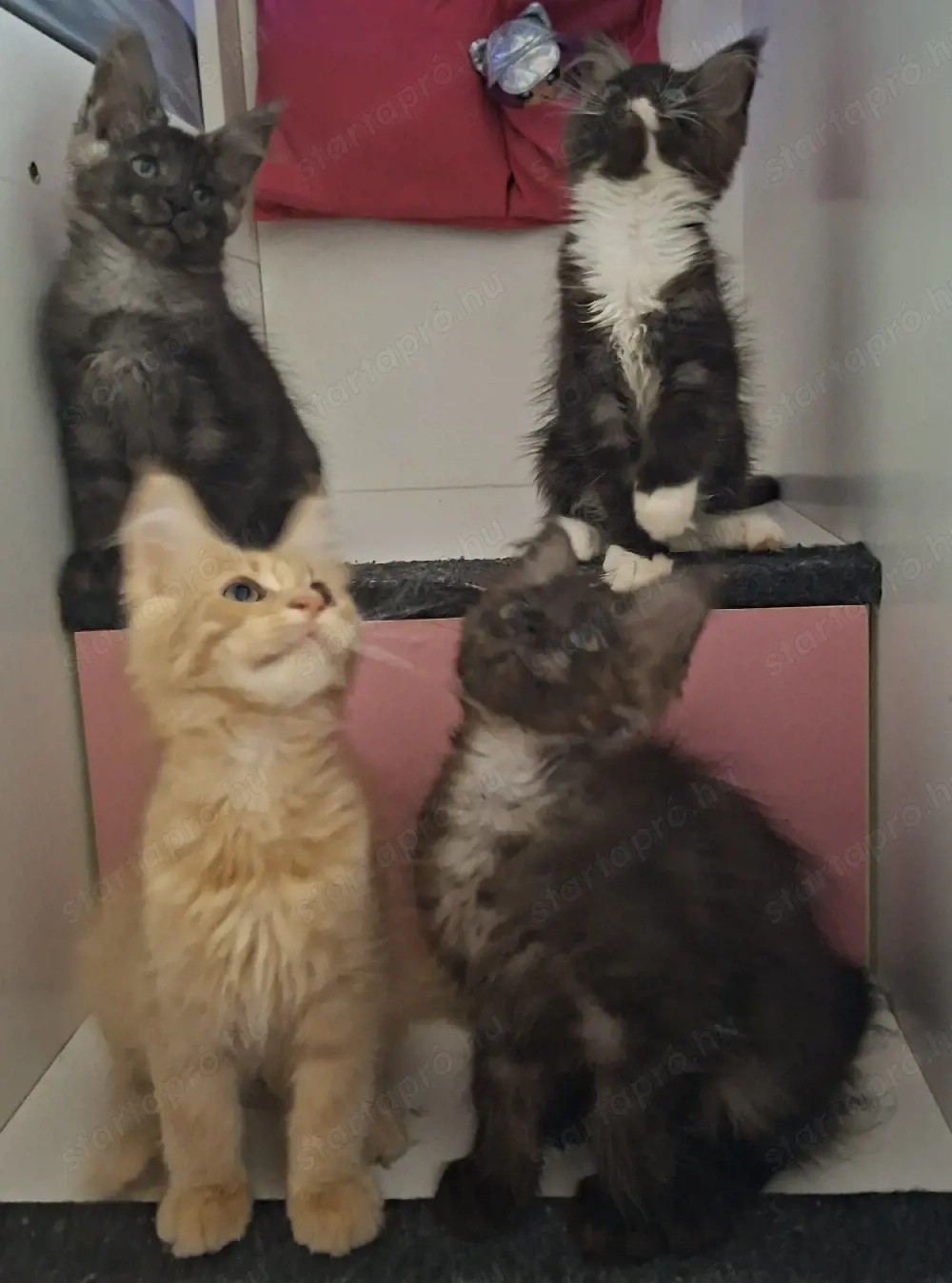 Maine Coon kandúrok