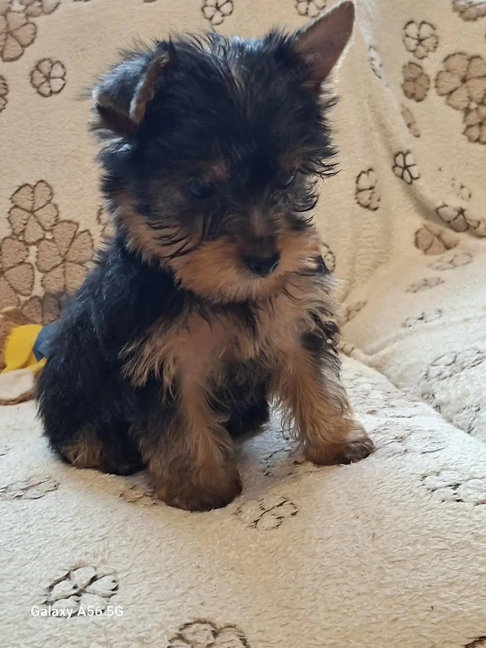 Yorki,Yorkshire terrier kan 