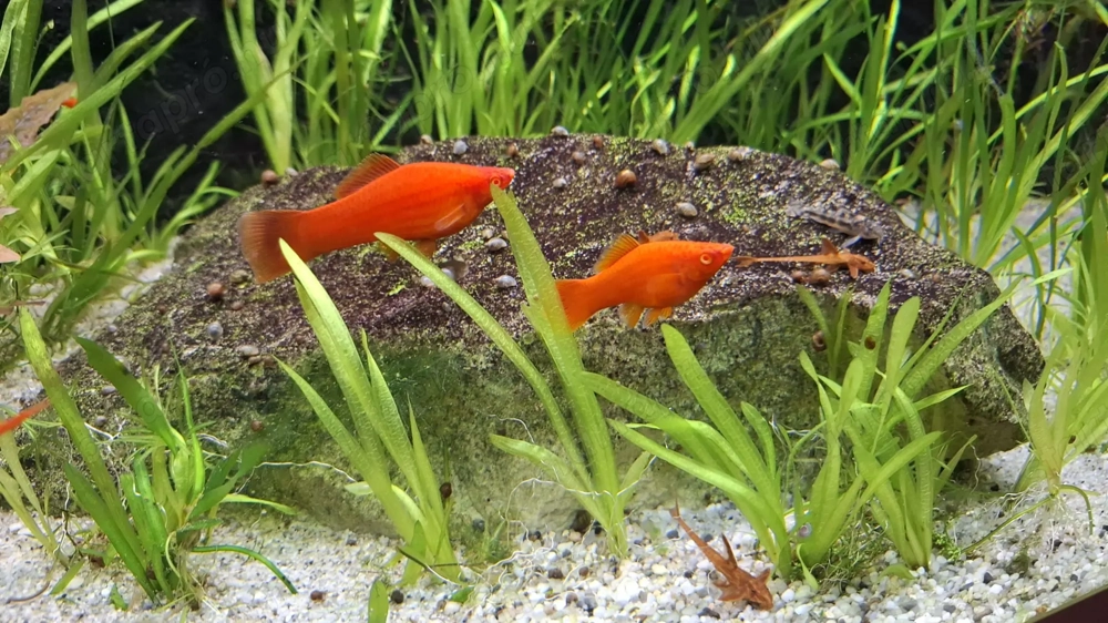 szifó eladó díszhal xiphorius helleri xipho xiphó szifo