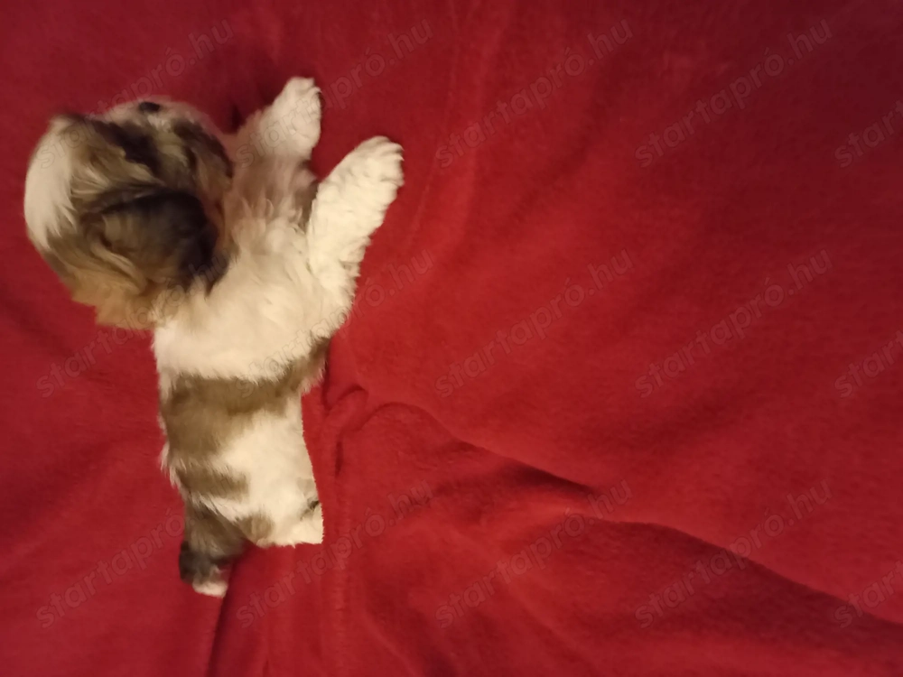 Shih tzu kiskutya