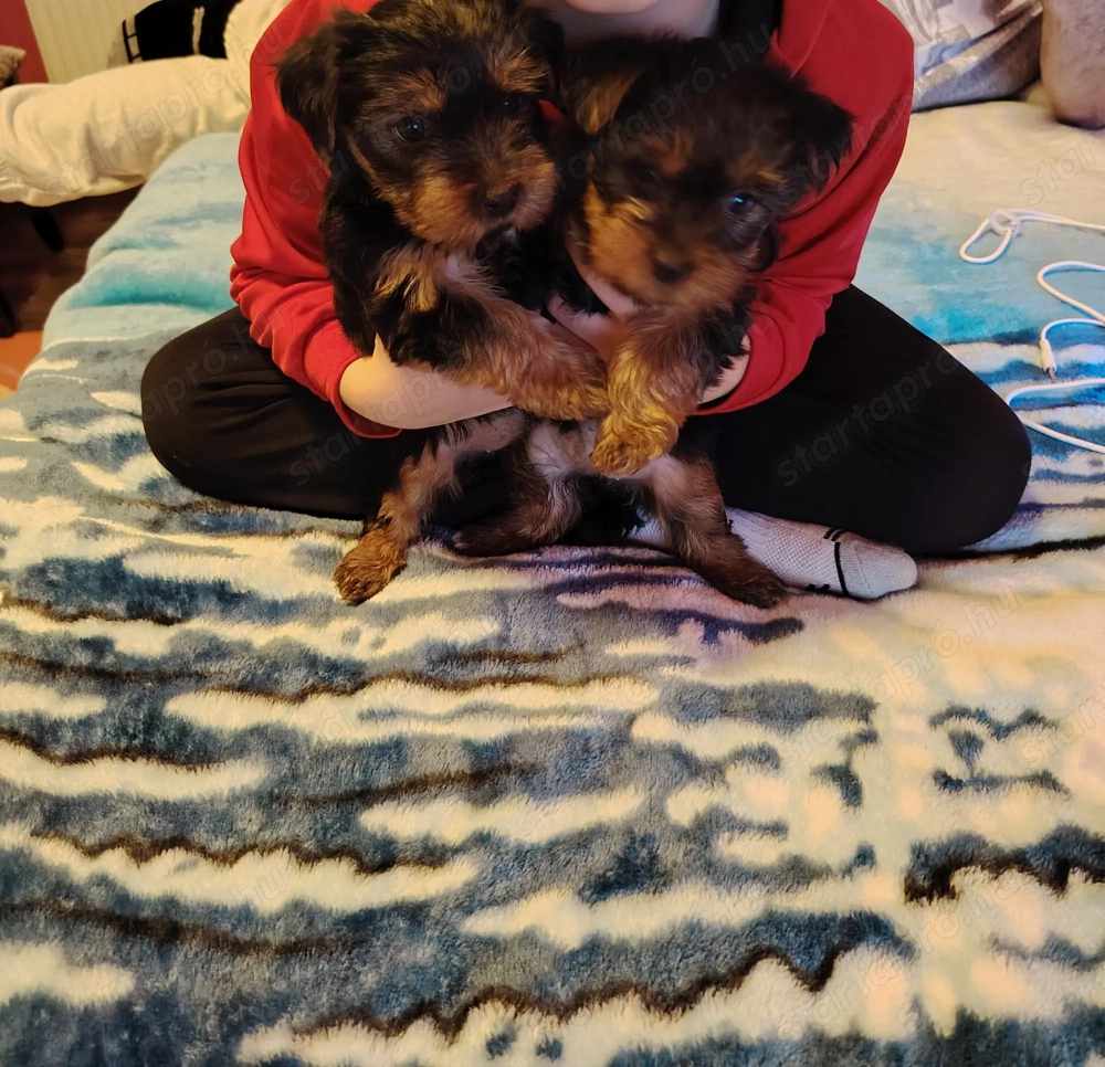 Eladó fajta tiszta yorki kislányok 