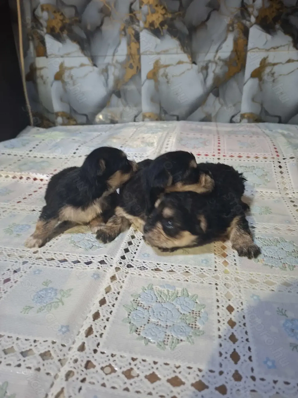 6 hetes mini yorkik foglalhatóak.