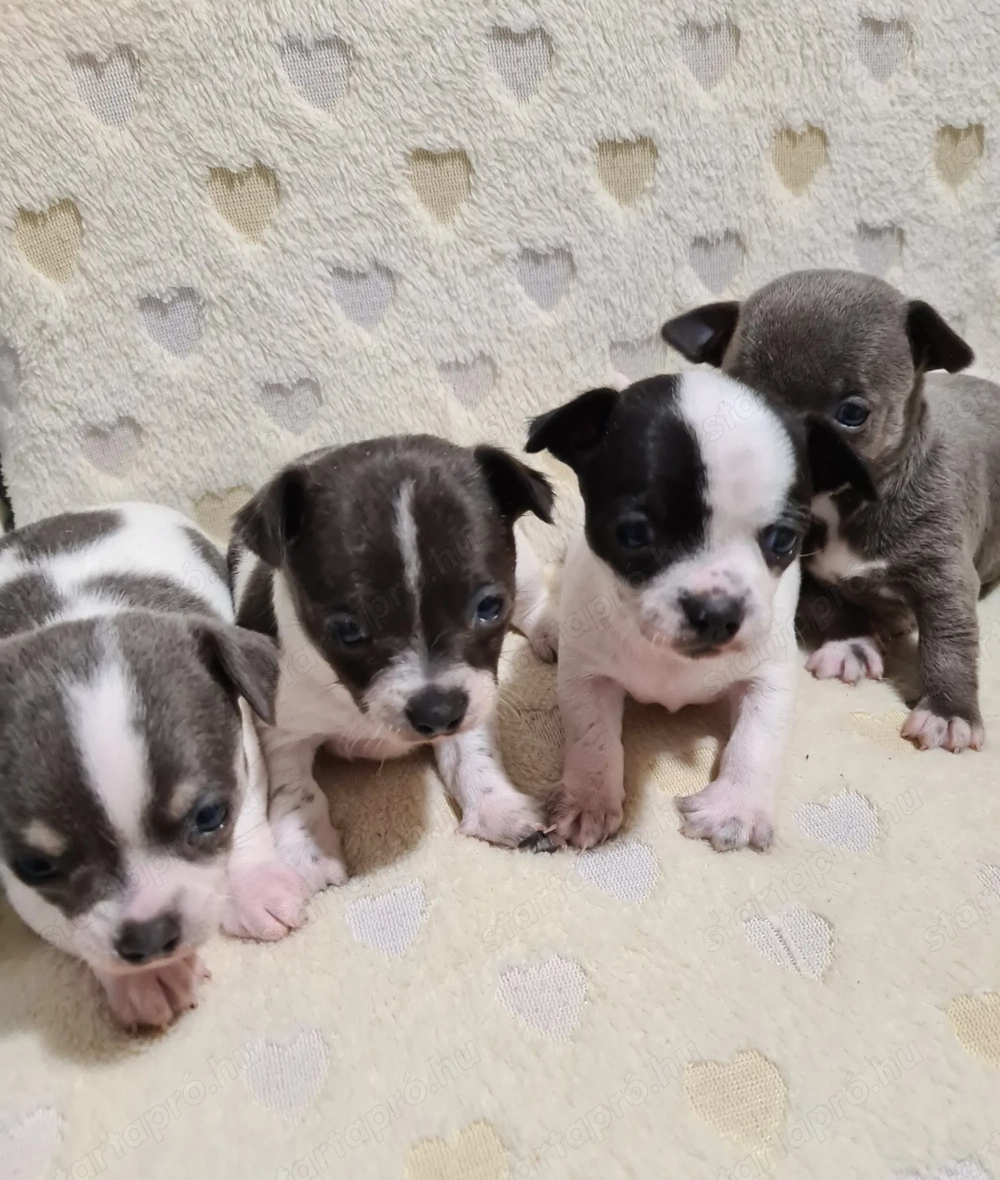 Színes csivava babyk foglalhatóak!