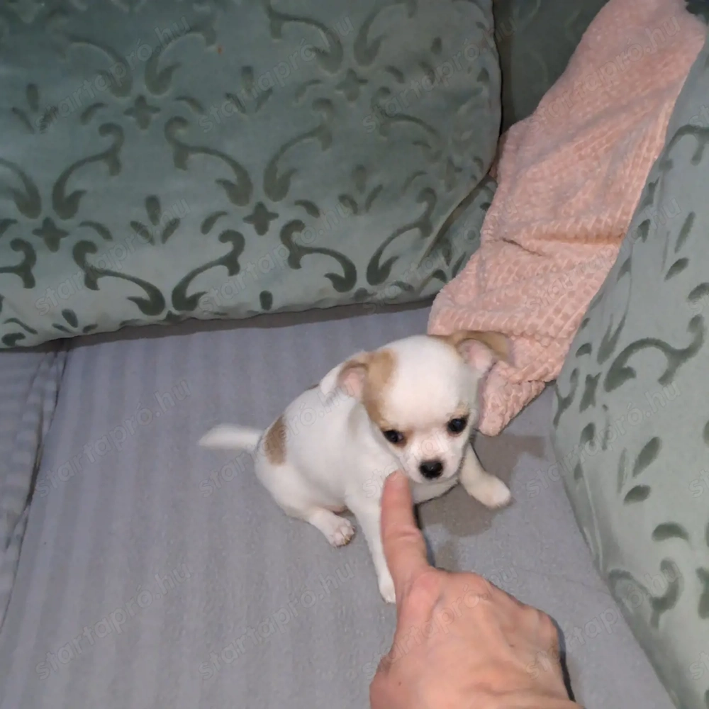 Tündéri csivava kisfiúk