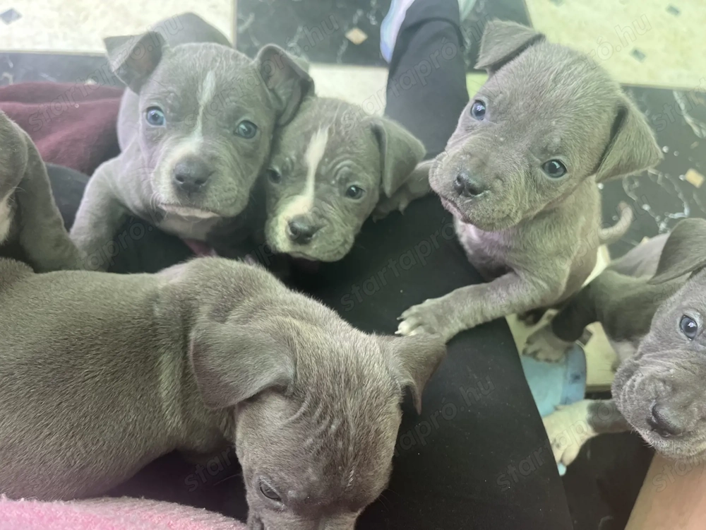 Amerikai Staffordshire Terrier