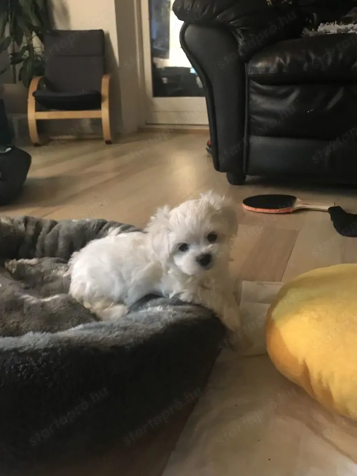 Máltai selyem kölykök 