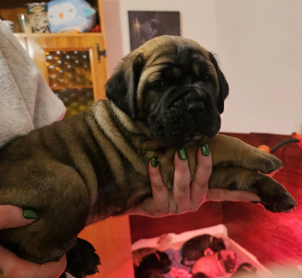 cane corso kölykök