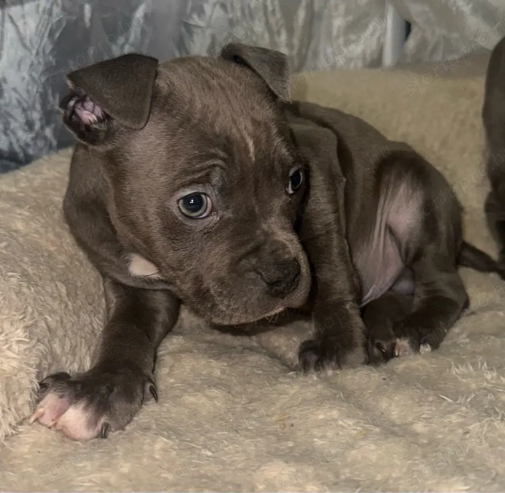 Amerikai Stafford kisbabák 