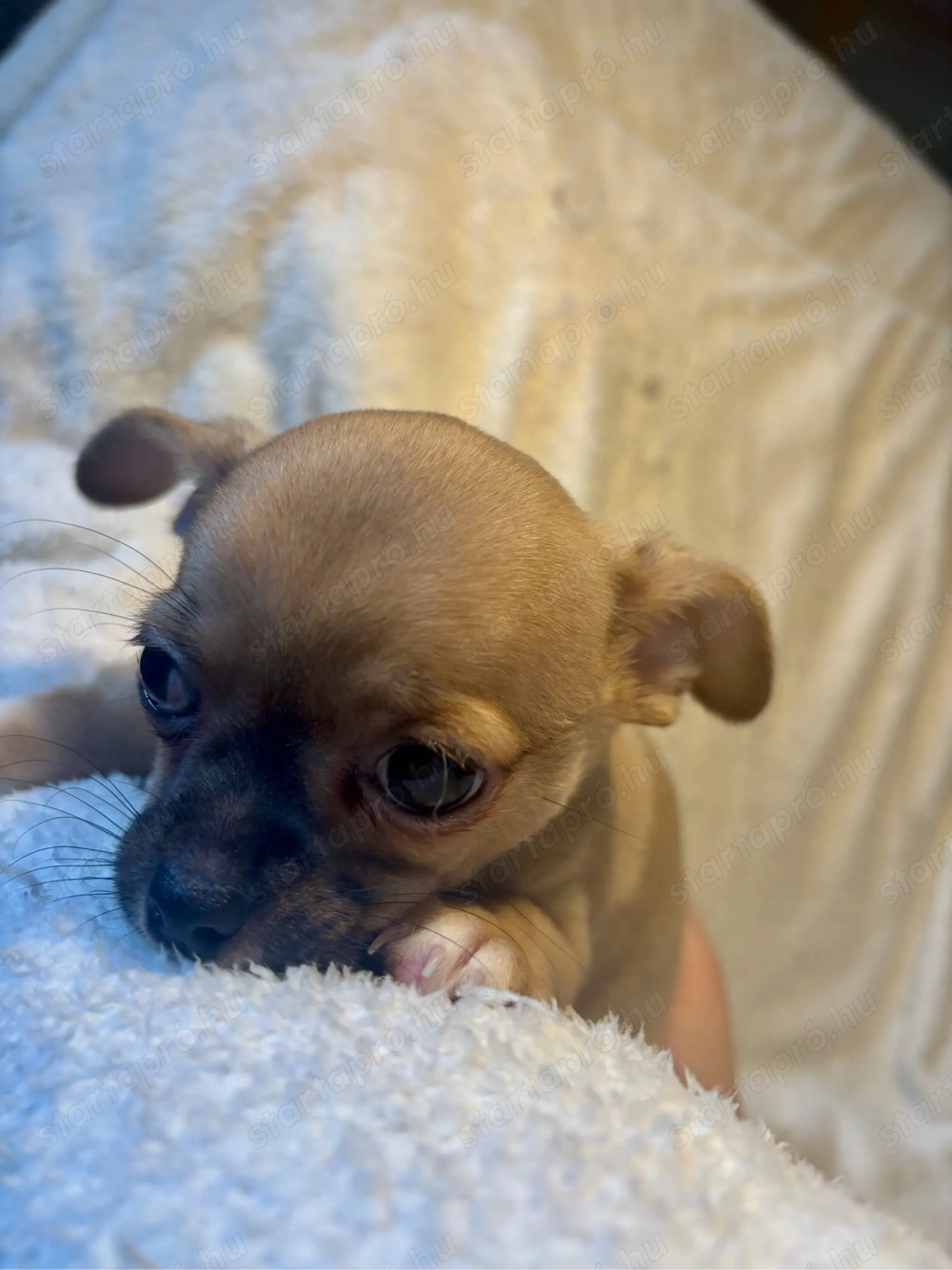 Keresed az új legjobb barátodat? 