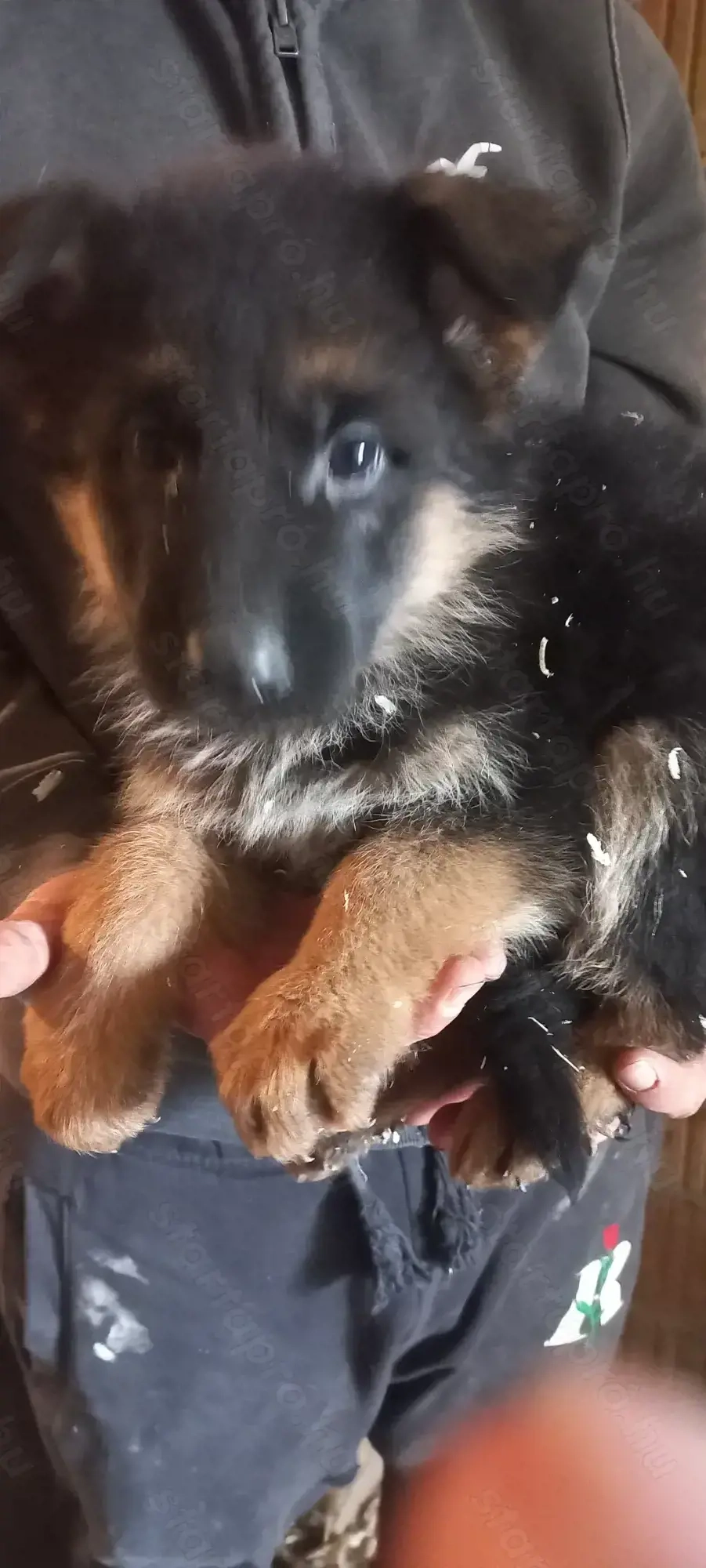 Német juhász fajtatiszta kis kutyák eladók németjuhász 