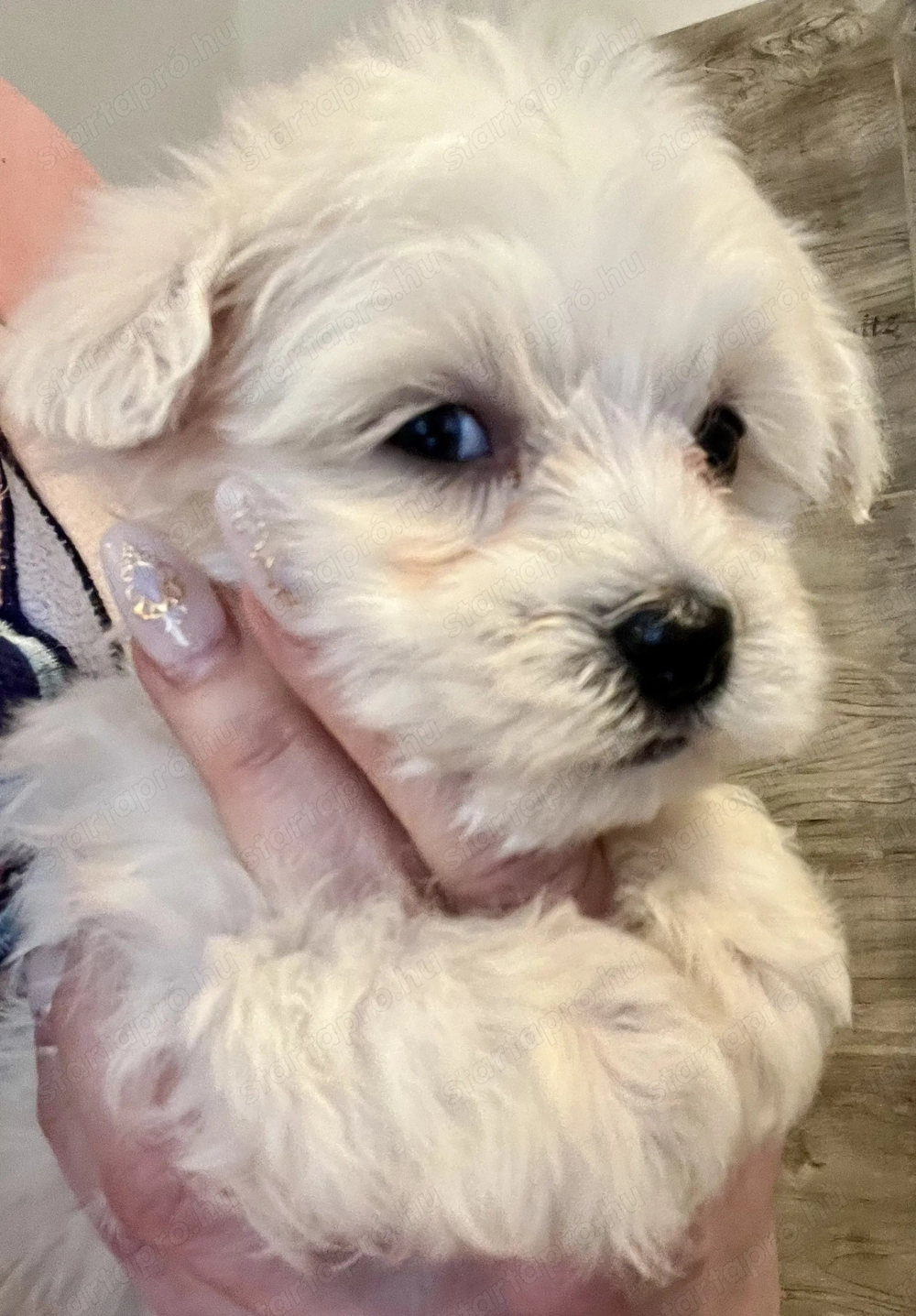 Máltai kiskutyák eladók !