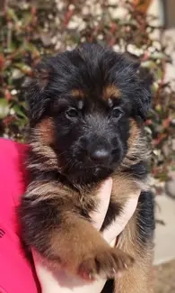 német juhász(németjuhász) kiskutya