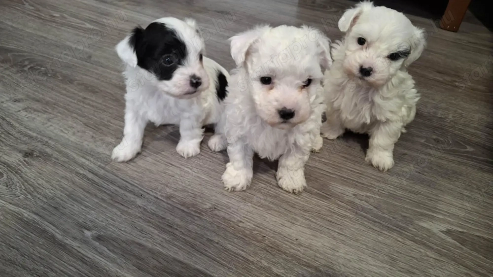 Bichon Havanese Fiúk eladók
