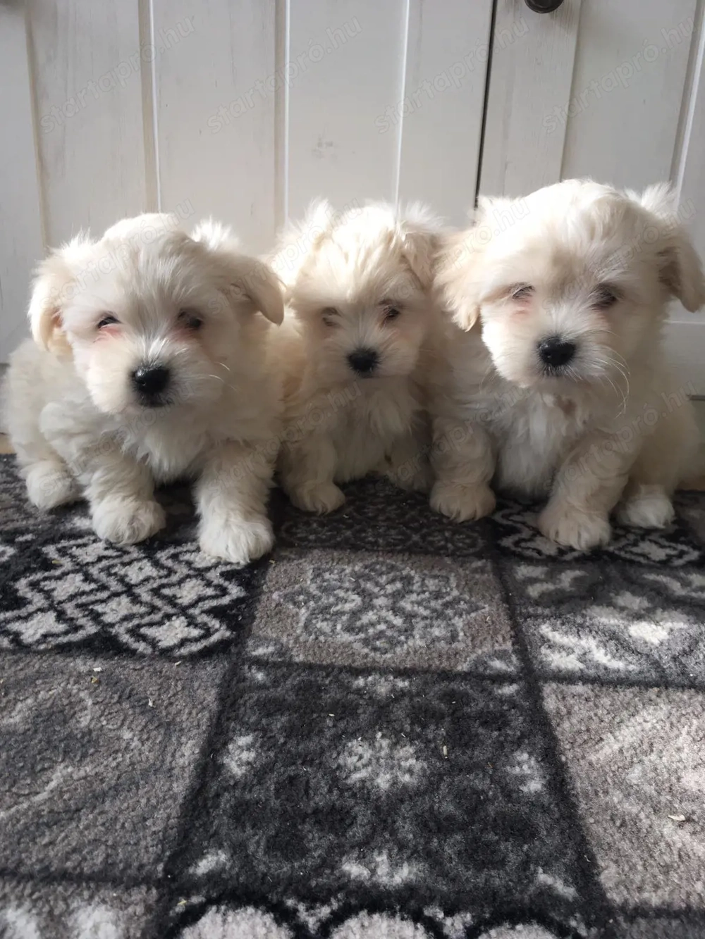 Bichon havanese kiskutyák