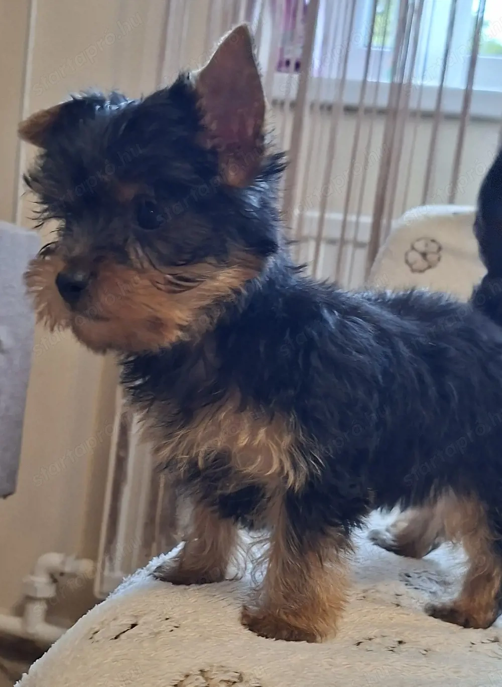 Yorkshire Terrier ,Yorki kan kölyök