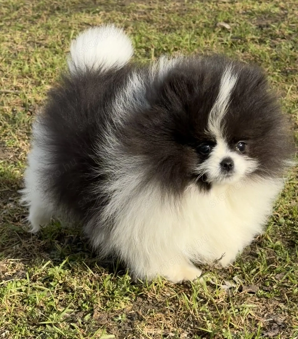 Pomerániai törpe spitz fiú