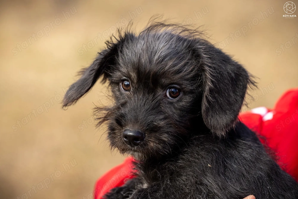 LÓC a kis tacsikeverék gazdira vár