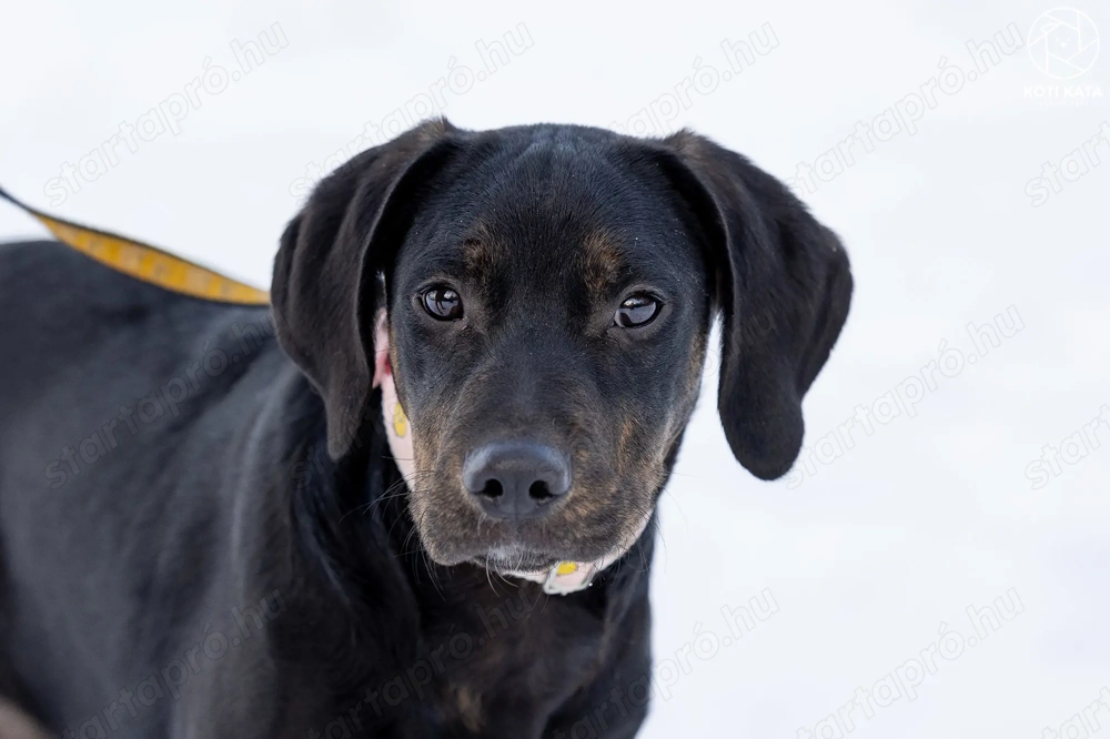 ABU a gyönyörű kamasz gazdát keres