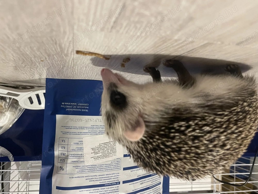 Afrikai Fehérhasú Törpesün 