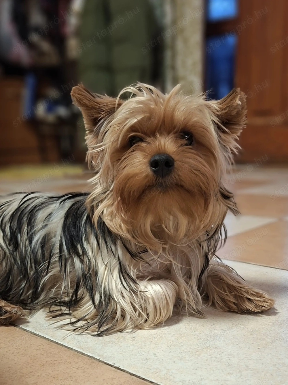 Colorful Yorkshire Terrier