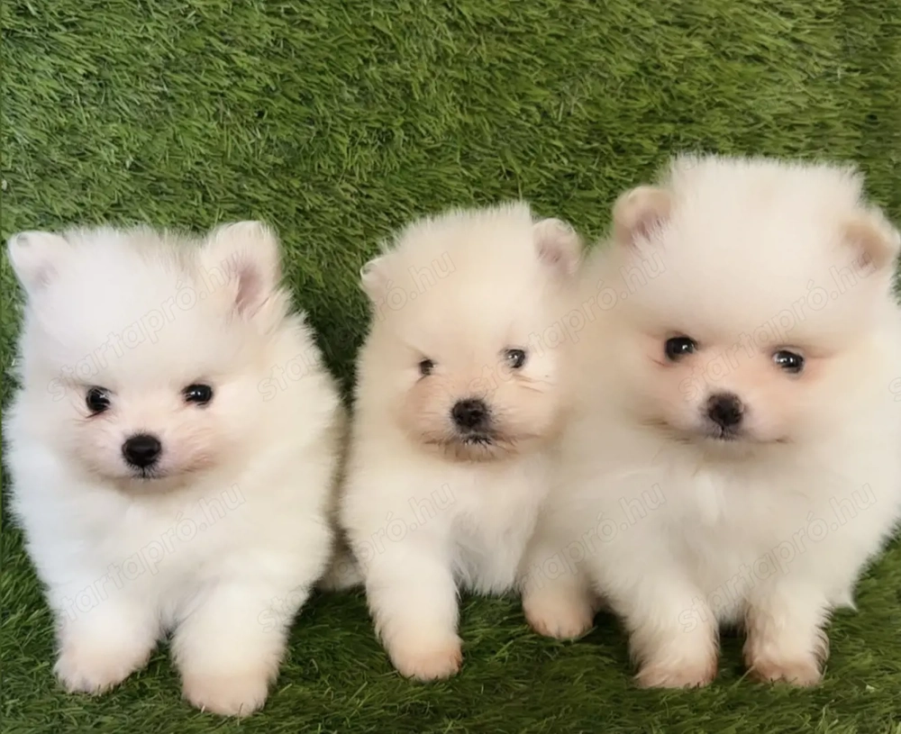 Pomerániai törpe spitz