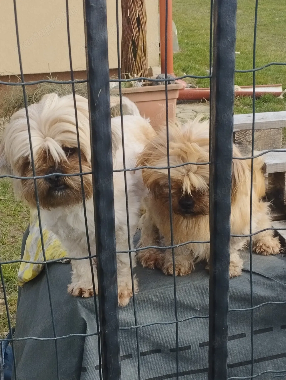 Sí cu jellegű kutyus