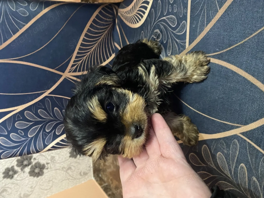 Yorki lány gazdit keres 