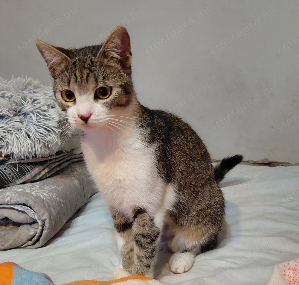 Panka cica gazdára vár