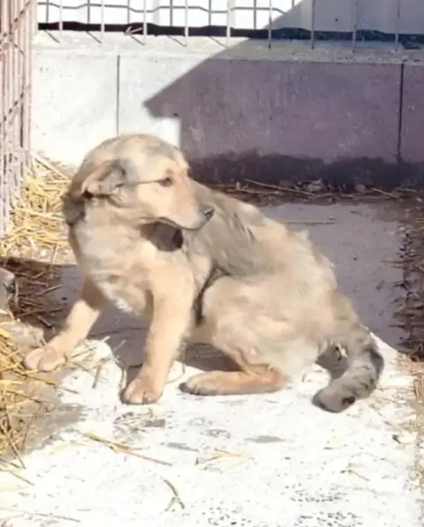 A jászladányi gyepmesteri telep gazdakeresői sos