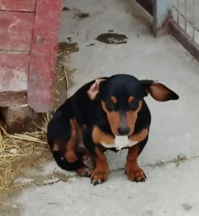A jászladányi gyepmesteri telep gazdakeresői sos
