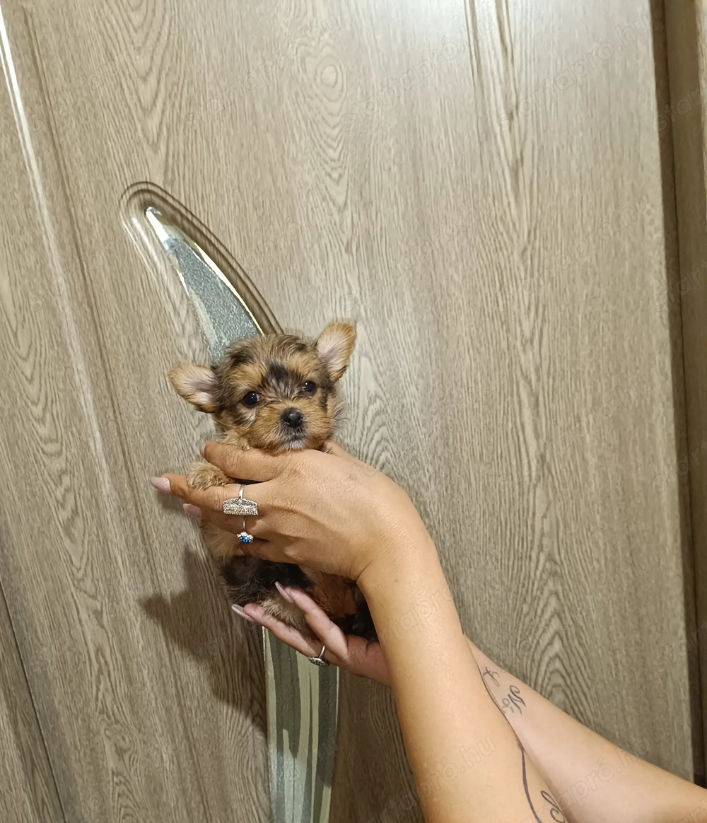 Már csak egy kislány keres gazdit 