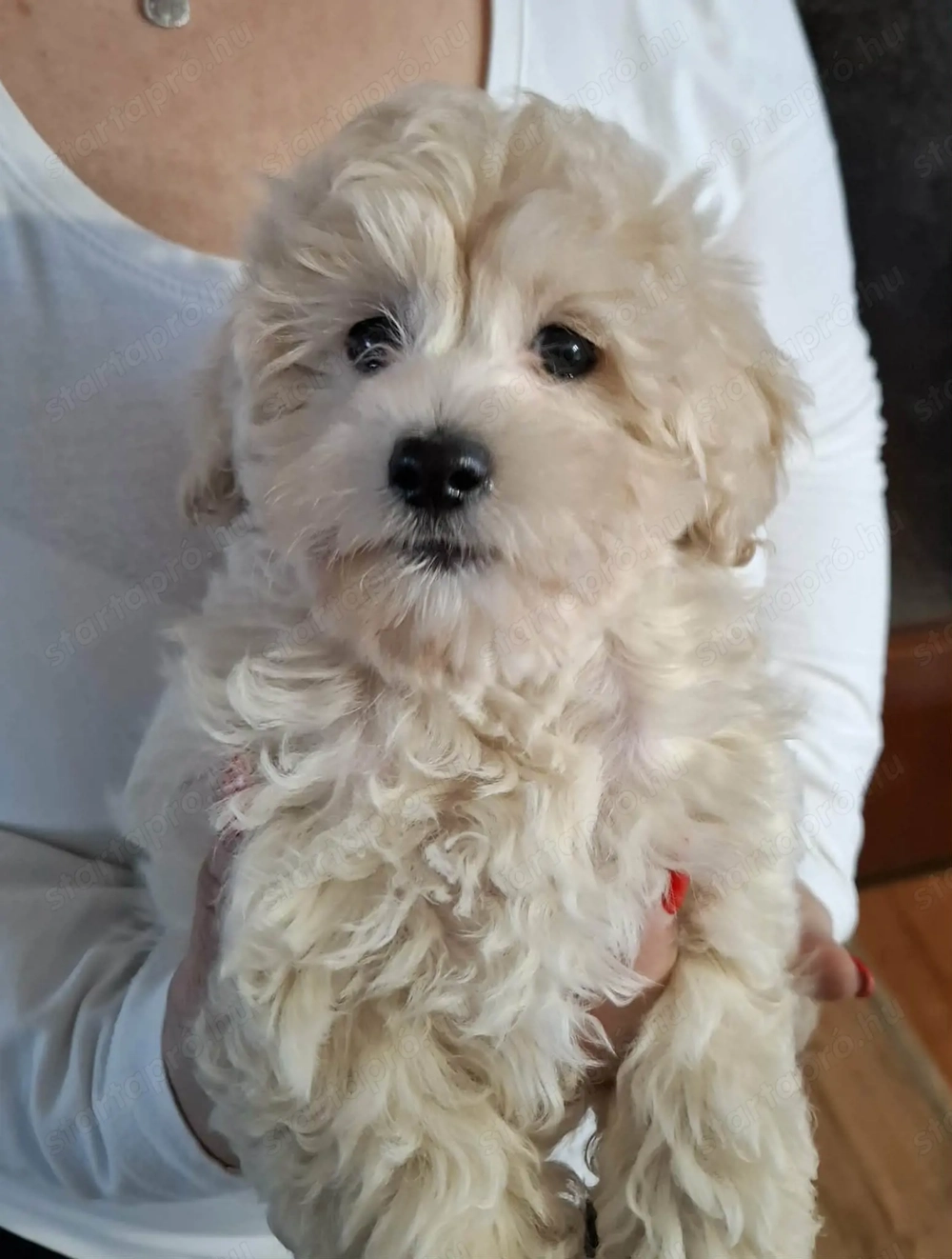 Maltipoo fajtatiszta jellegű kan kiskutyák