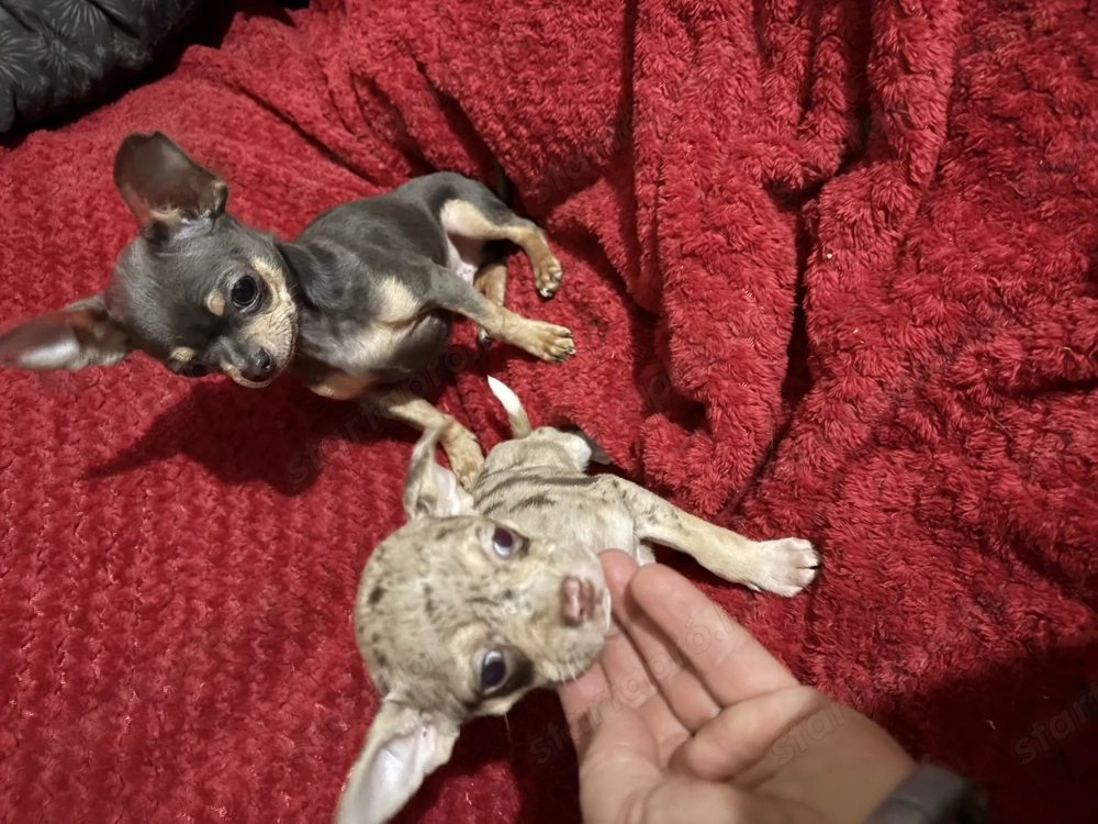 csivava lila merle kiskutyus