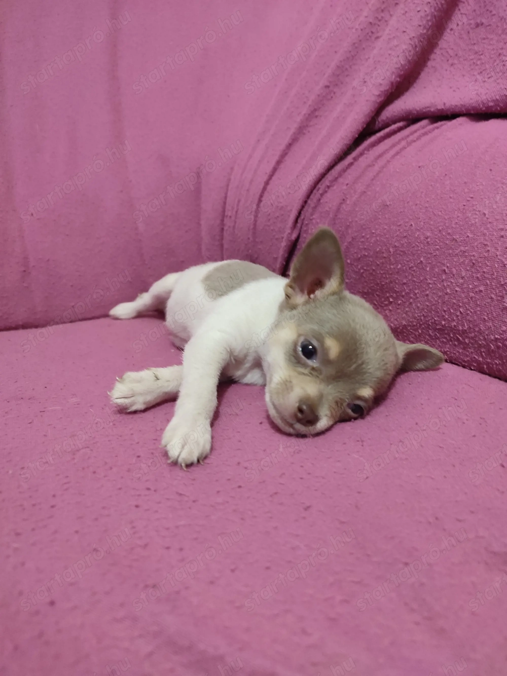 Csivava  kisfiú kutyus