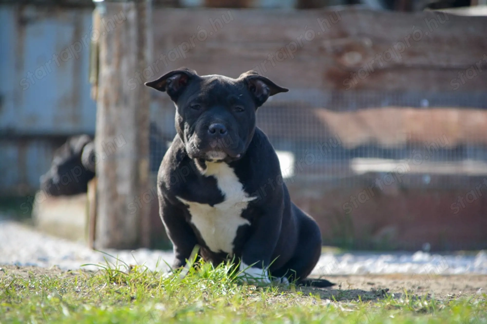 American bully kiskutyák 