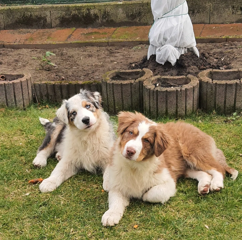 Ausztral juhászkutya kölyök eladó