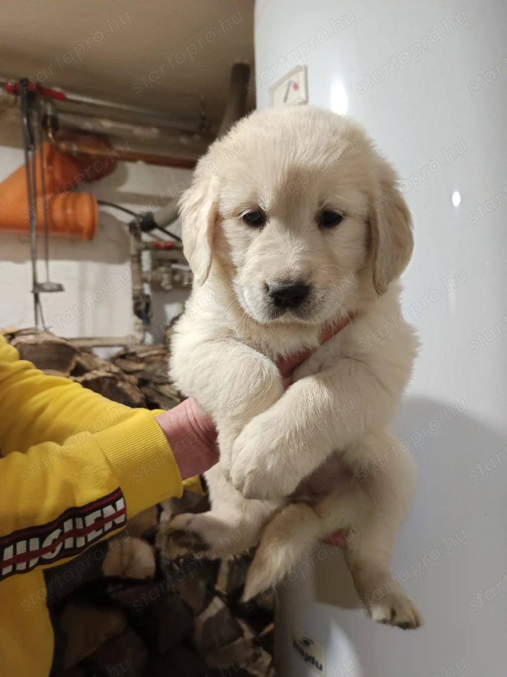 Golden retriever kiskutyák