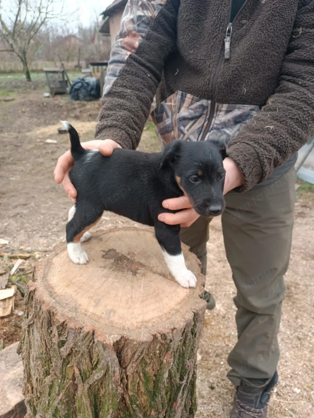 Foxterrier kiskutyák új helyre költöznének