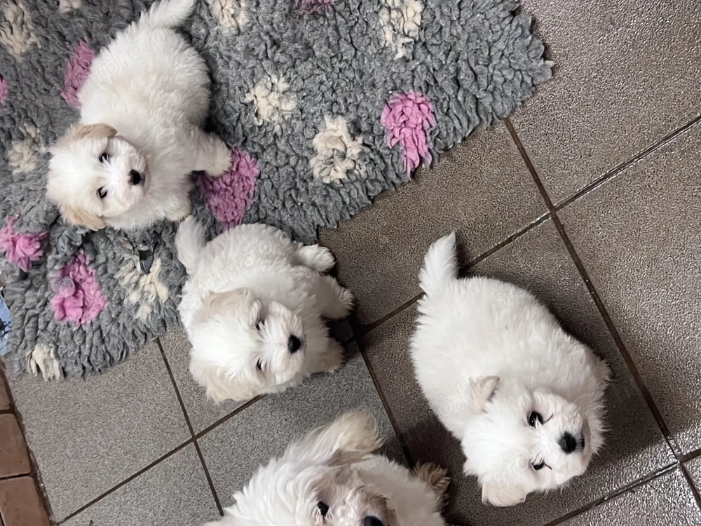 Coton de tulear ritka pamutkutya bichon kiskutyák