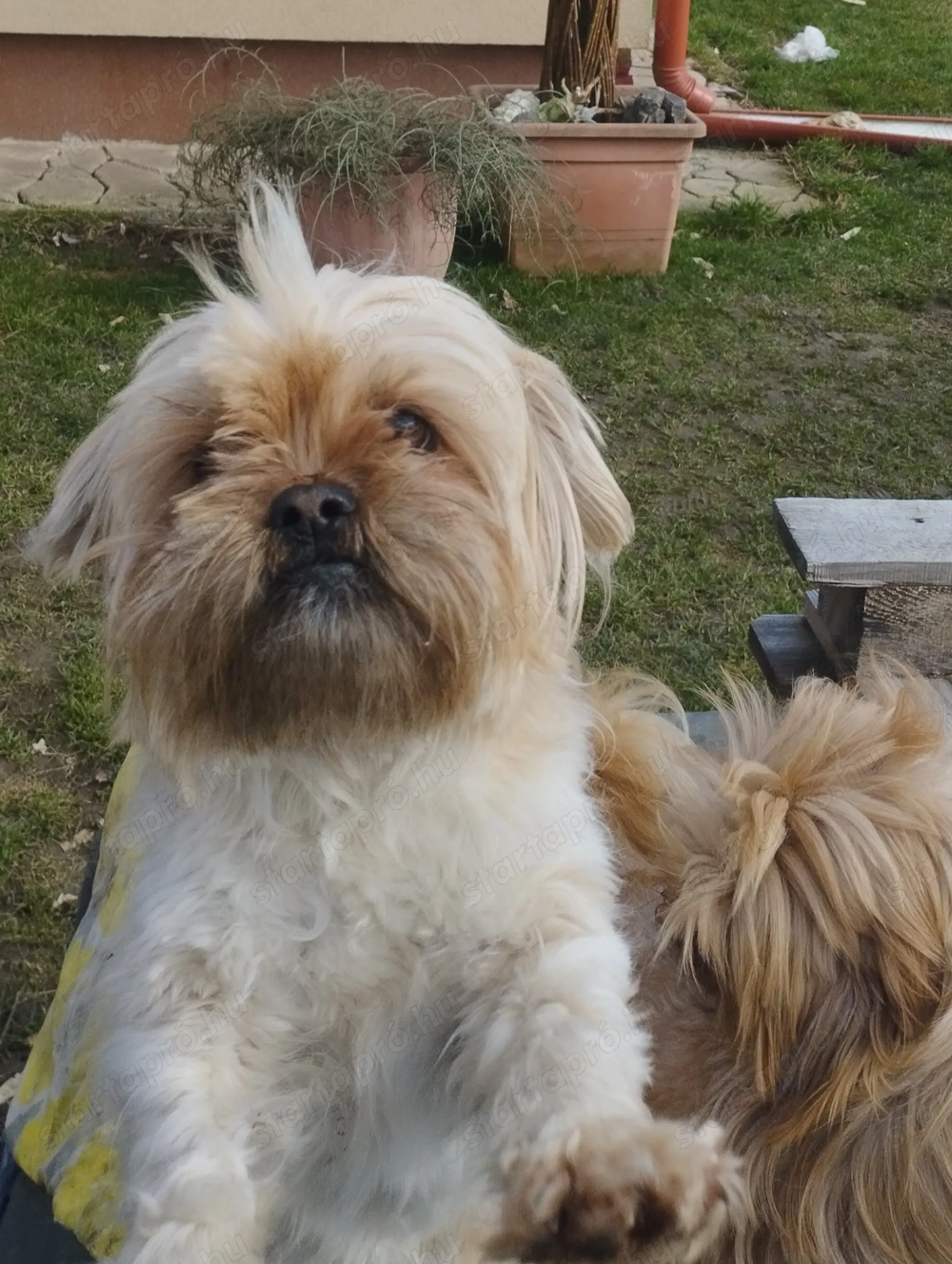 Sí cu jellegű kiskutya