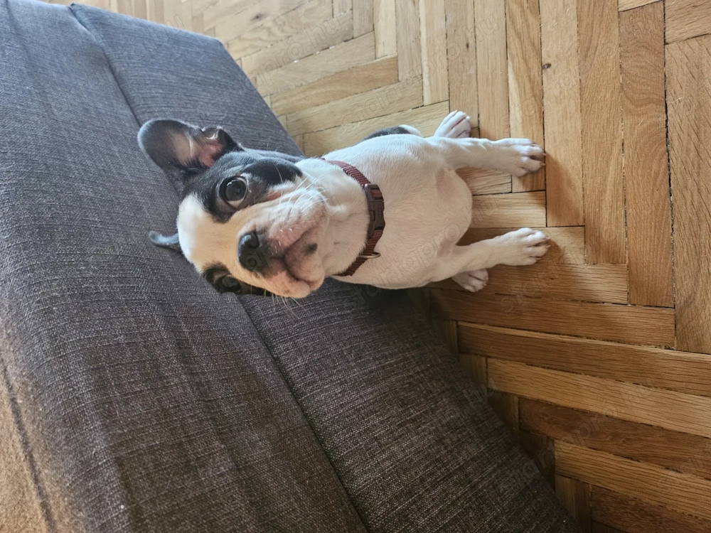 Eladó 11hetes szuka Boszton Terrier 