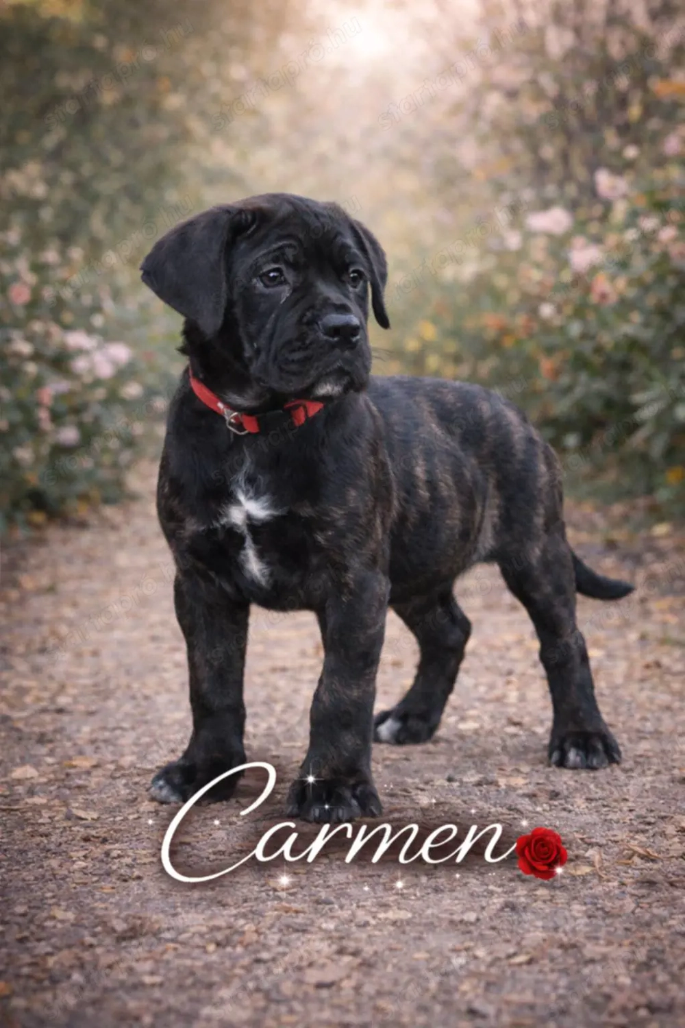 Canecorsopuppy elérhető 