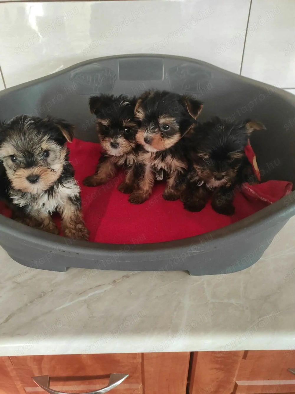 Yorki kisfiúk és kislányok